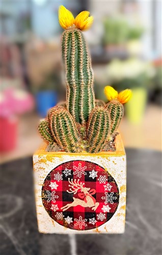 New Year Cactus Series (394)