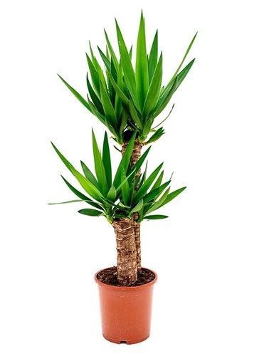 Yucca 2li        (130 cm.)