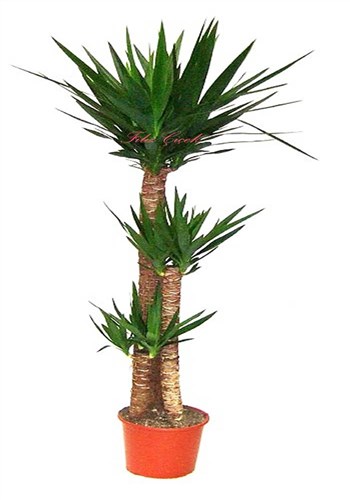 Yucca 3'lü