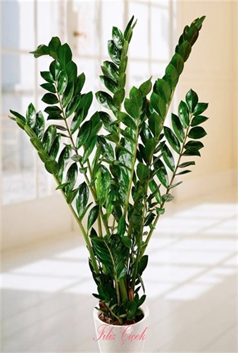 Zamioculcas (Büyük Boy)