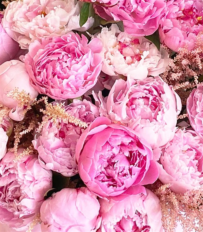 Empire Deluxe Pink 1001 Peonies