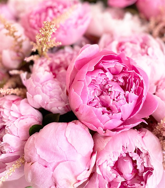 Empire Deluxe Pink 1001 Peonies