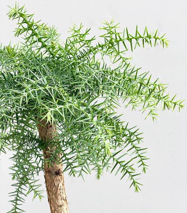 Araucaria Seramik Saksıda Çam Bonsai Ağacı 40 cm