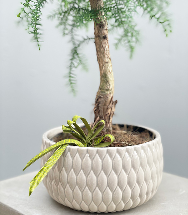Araucaria Pine Bonsai Tree in Ceramic Pot 40 cm