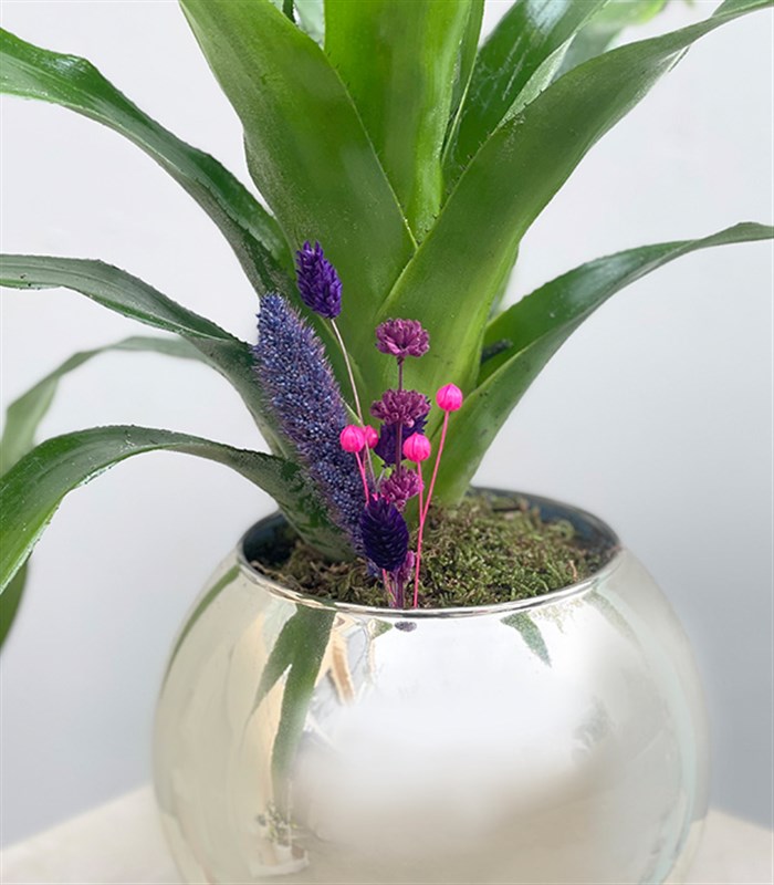 Aechmea Blue Rain Silver Vazoda Eşmeya Bitkisi