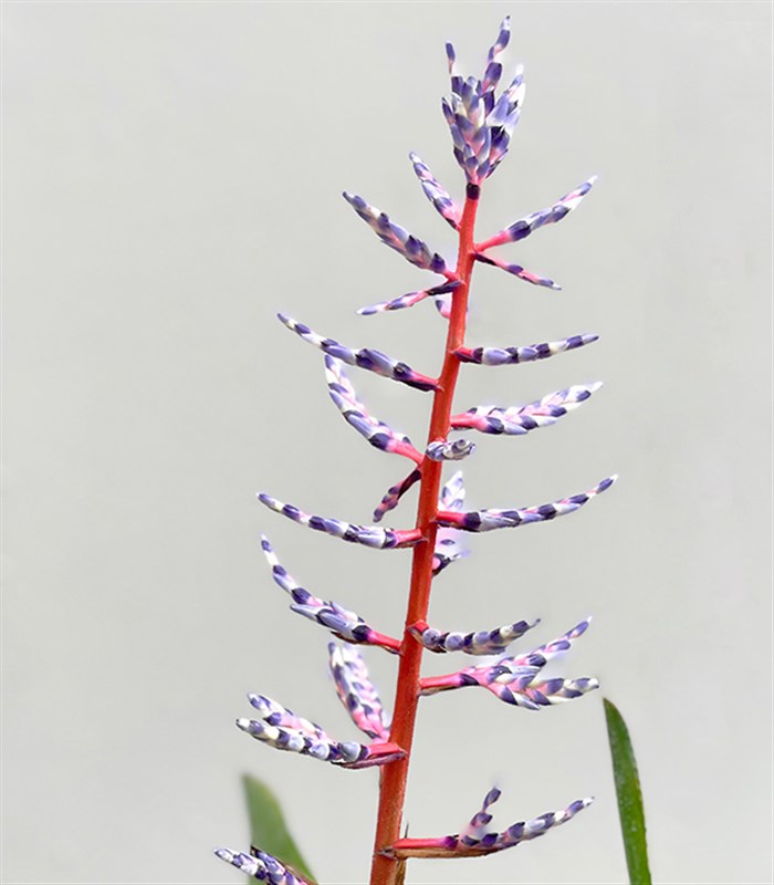 Aechmea Blue Rain Silver Vazoda Eşmeya Bitkisi