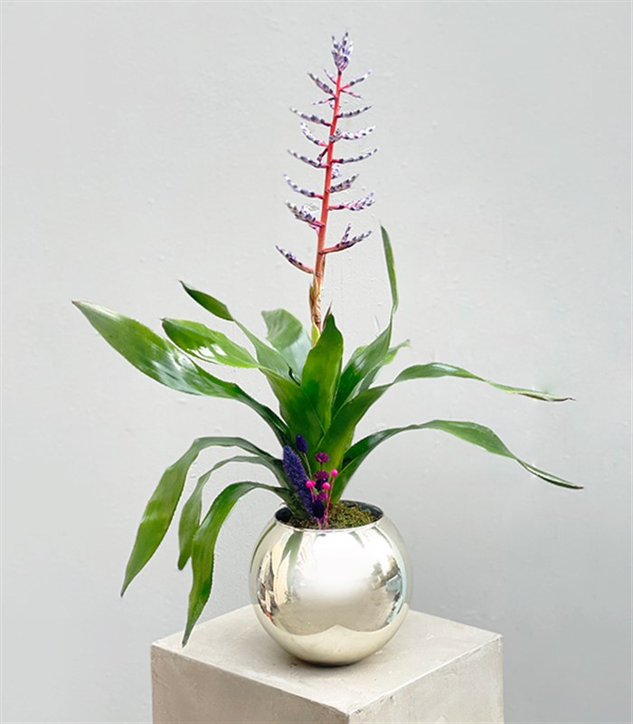 Aechmea Blue Rain Silver Vazoda Eşmeya Bitkisi