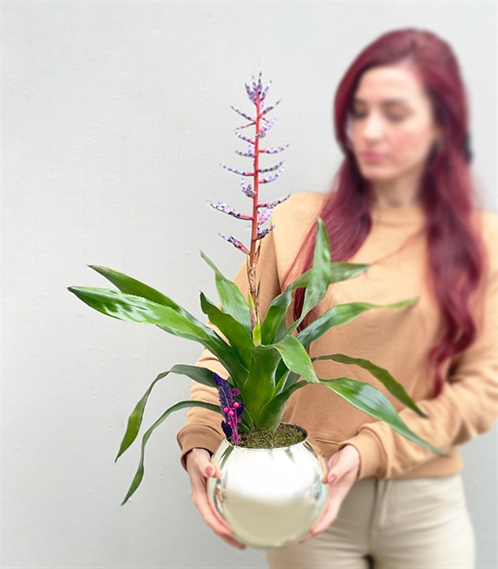 Aechmea Blue Rain Silver Vazoda Eşmeya Bitkisi