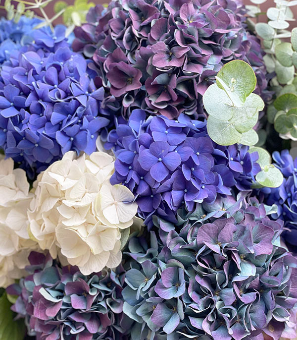 Midnight Grand Blue 10 Hydrangea Bouquet