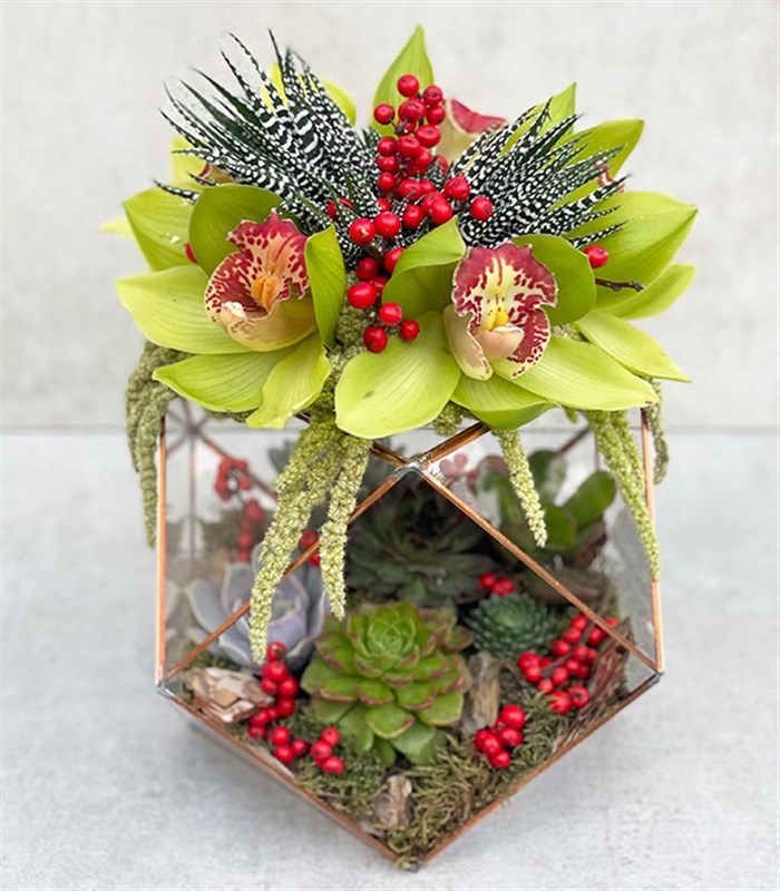 Joy Yeşil Cymbidium Orkide Sukulentli Altıgen Teraryum