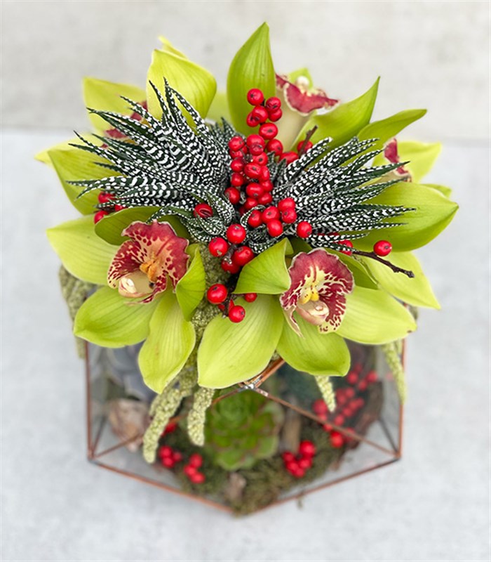 Joy Yeşil Cymbidium Orkide Sukulentli Altıgen Teraryum