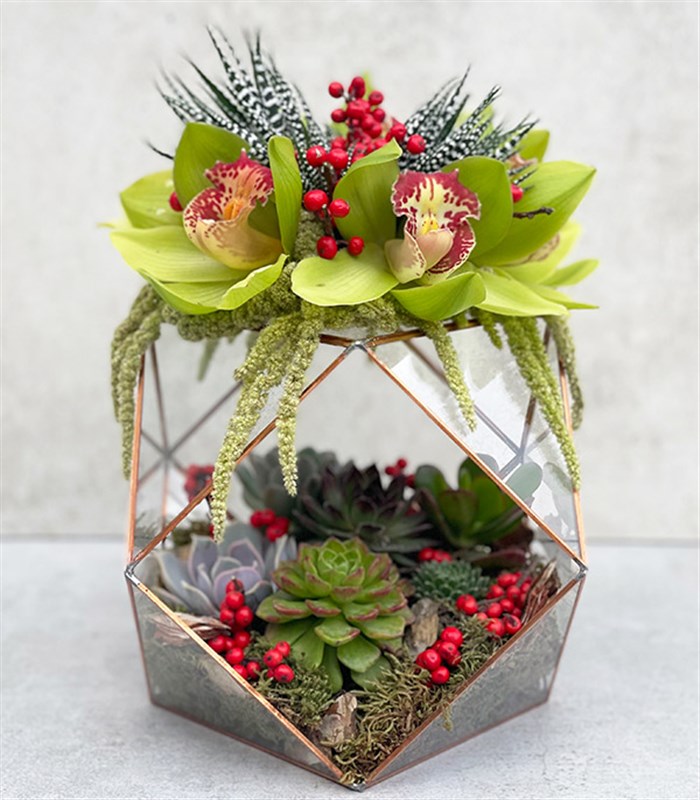 Joy Yeşil Cymbidium Orkide Sukulentli Altıgen Teraryum
