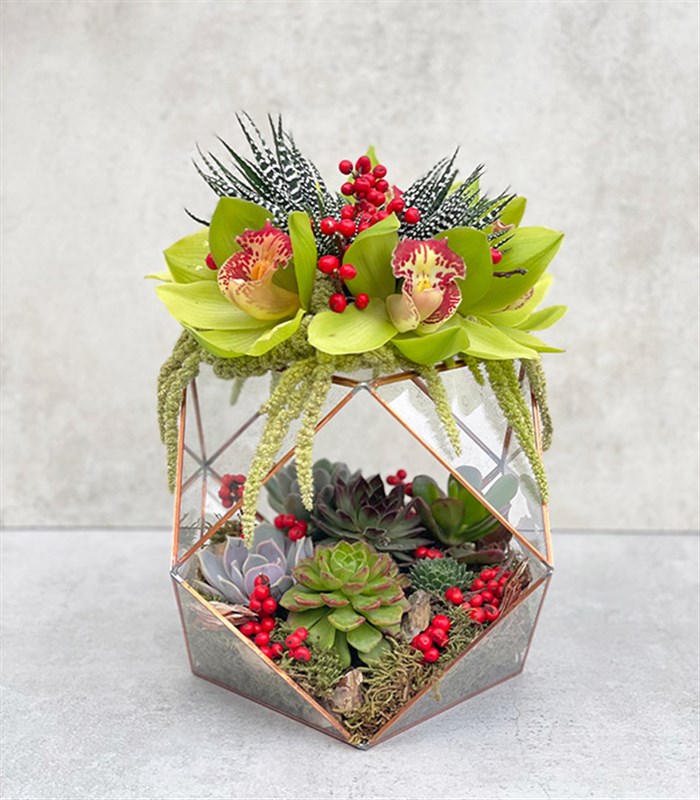 Joy Yeşil Cymbidium Orkide Sukulentli Altıgen Teraryum