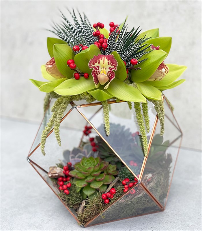 Joy Yeşil Cymbidium Orkide Sukulentli Altıgen Teraryum