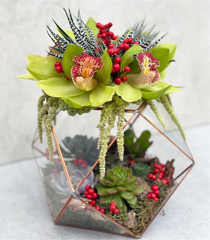 Joy Yeşil Cymbidium Orkide Sukulentli Altıgen Teraryum