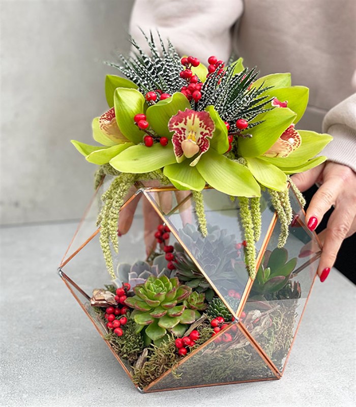 Joy Yeşil Cymbidium Orkide Sukulentli Altıgen Teraryum