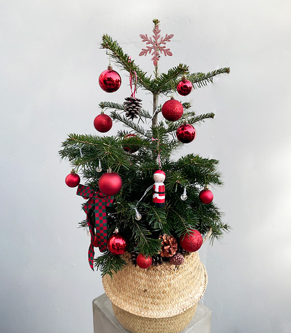 Straw Basket Red Ornaments Real Christmas Pine Tree
