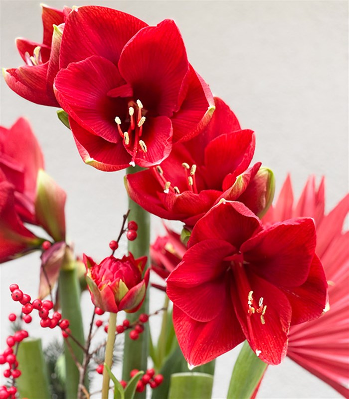 Crimson Amaryllis Aranjmanı Limited Edition