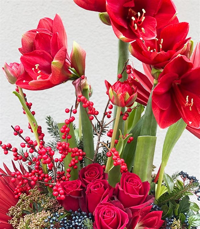 Crimson Amaryllis Aranjmanı Limited Edition
