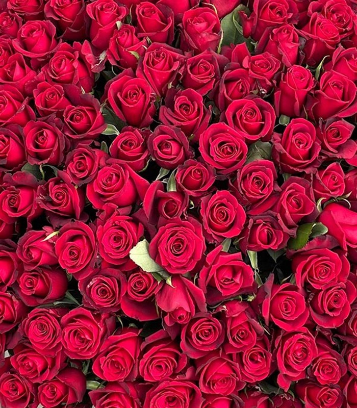 300 Kırmızı Gül Only You Empire Deluxe Kutu Aranjman