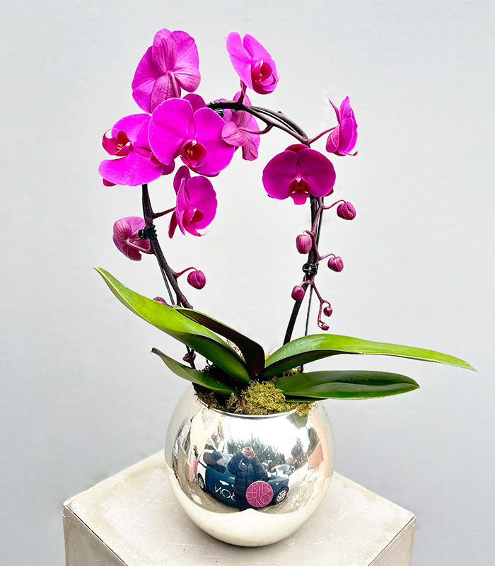 Silver Deluxe Vase Crown Orchid Fuchsia