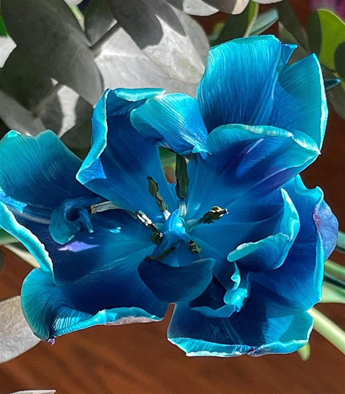 Valerienin Galaksi Lale Buketi | Kendine Çiçek Alanlar Klubü