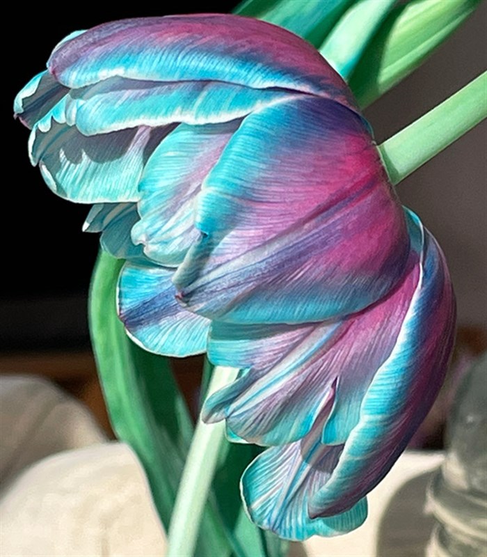 Valerienin Galaksi Lale Buketi | Kendine Çiçek Alanlar Klubü