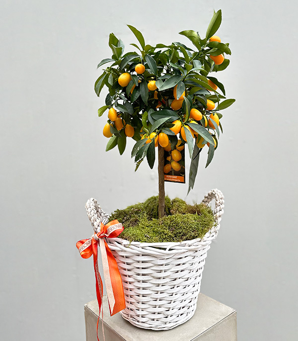 Kumquat Tree Planted In Wicker Basket