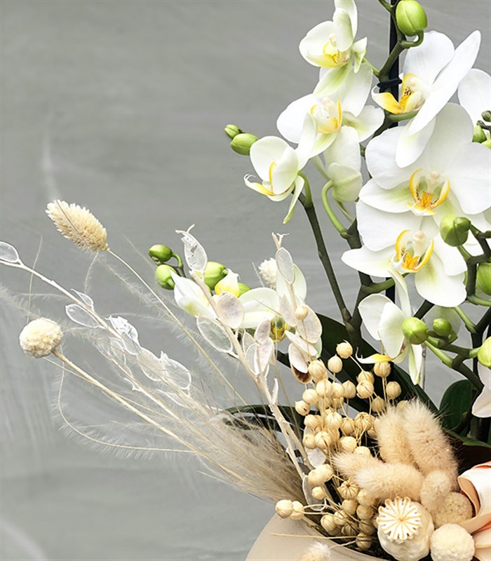 Deluxe Vazoda Beyaz Bellisimo Orkide 3 Dallı
