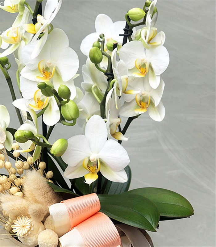 Deluxe Vazoda Beyaz Bellisimo Orkide 3 Dallı