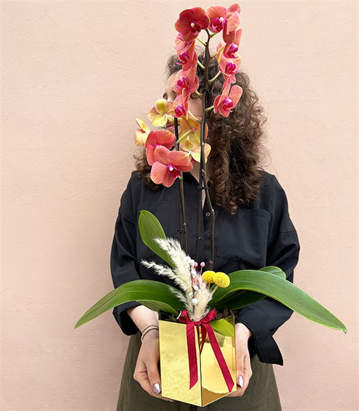 Luxe Gold Altıgen Vazoda Orkide Narçiçeği 2 Dallı