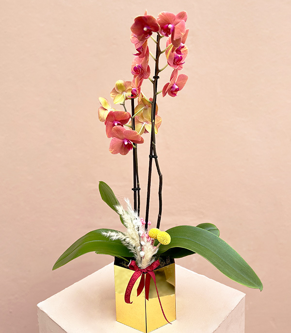 Luxe Gold Hexagonal Vase Orchid Coral