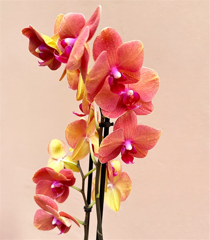 Luxe Gold Altıgen Vazoda Orkide Narçiçeği 2 Dallı