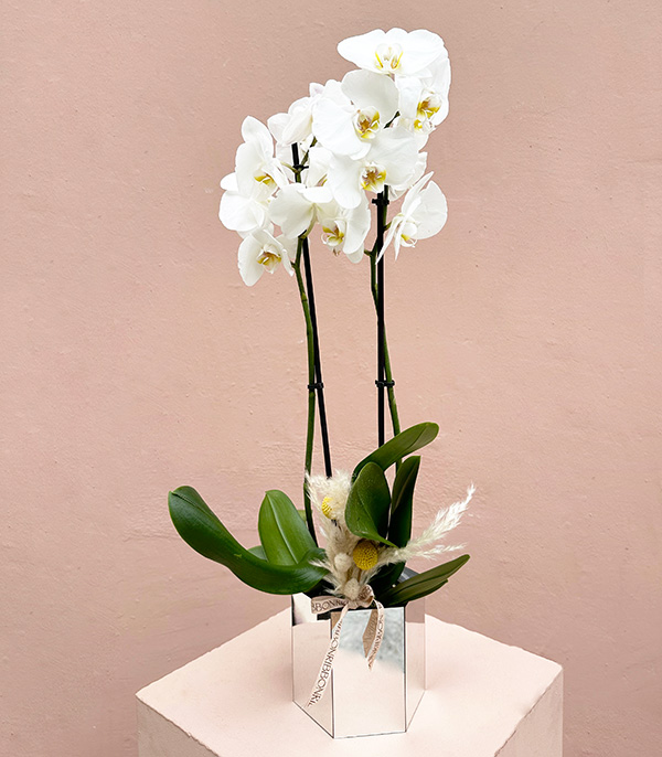Luxe Silver Altıgen Vazoda Orkide Beyaz