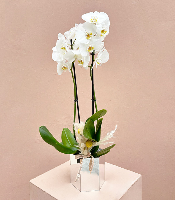 Luxe Silver Altıgen Vazoda Orkide Beyaz