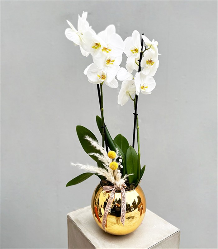Luxe Gold Vazoda Orkide Beyaz 2 Dallı