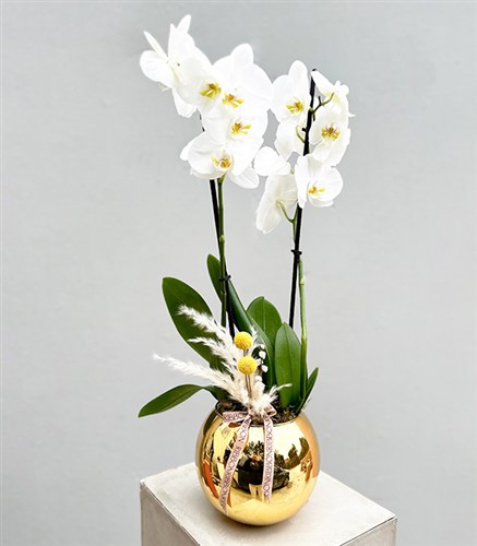 Luxe Gold Vazoda Orkide Beyaz 2 Dallı