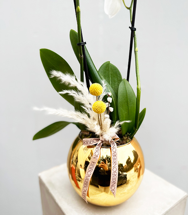 Luxe Gold Vase Potted Orchid White