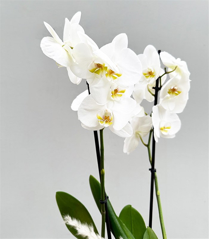 Luxe Gold Vazoda Orkide Beyaz 2 Dallı