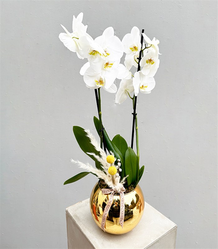 Luxe Gold Vazoda Orkide Beyaz 2 Dallı