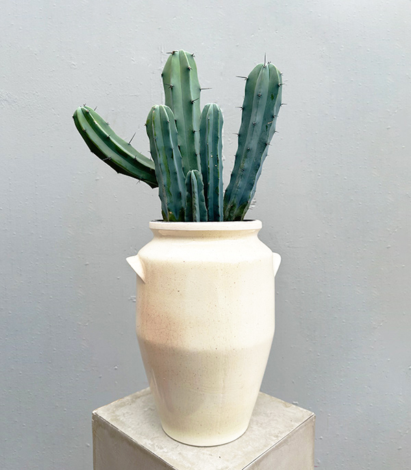 Cactus in Cream Grand Ceramic Pot
