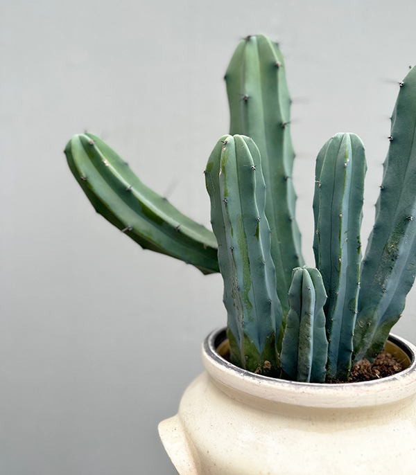 Cactus in Cream Grand Ceramic Pot