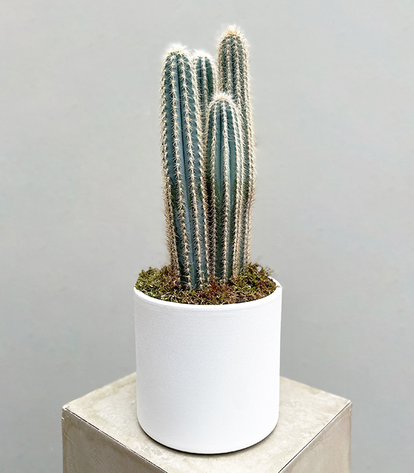 Cactus in White Ceramic Pot