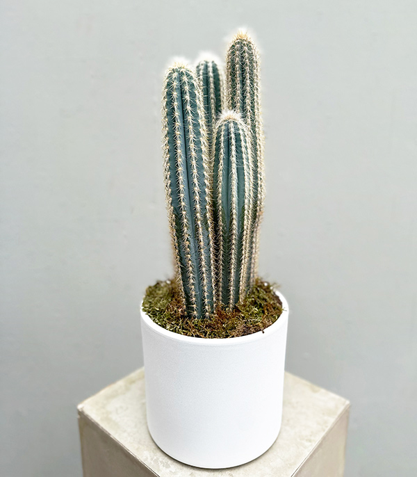 Cactus in White Ceramic Pot