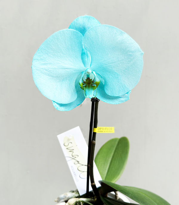 Beyaz Saksıda Mini Singolo Mavi Orkide