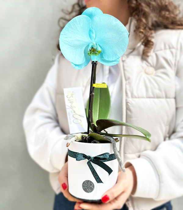 White Vase Mini Singolo Blue Orchid