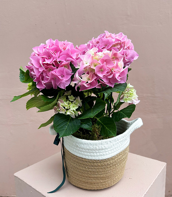 Pink Hydrangea in Basket