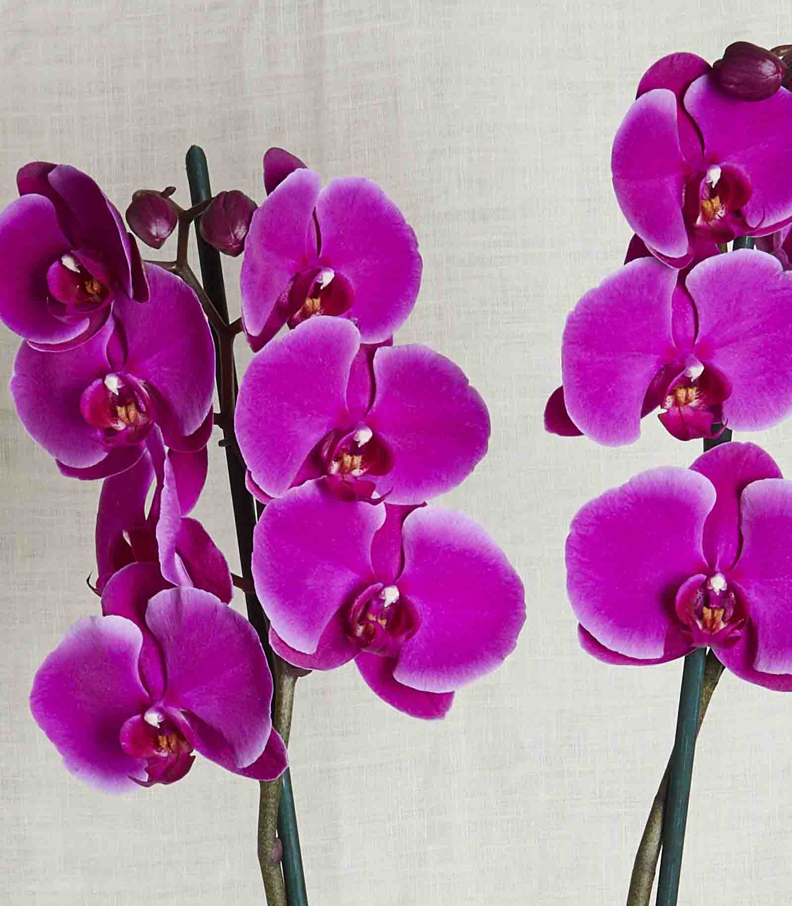 Fuşya Orkide Luxe detay çekim