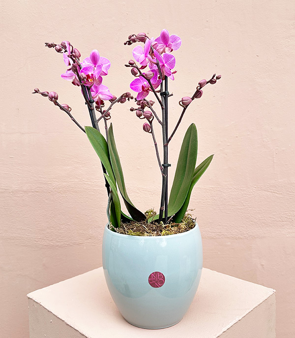 Fuchsia Bellisimo Orchid in Porcelain Pot Limited Edition