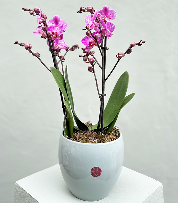 Fuchsia Bellisimo Orchid in Porcelain Pot Limited Edition